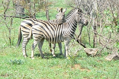 0200-Reis Zuid-Afrika2007